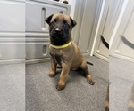 Small Photo #180 Belgian Malinois Puppy For Sale in REESEVILLE, WI, USA