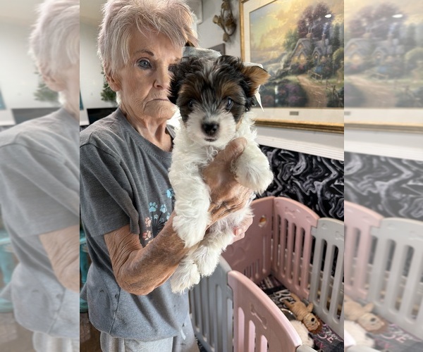 Medium Photo #1 Biewer Terrier Puppy For Sale in SAN ANGELO, TX, USA