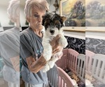 Small Biewer Terrier