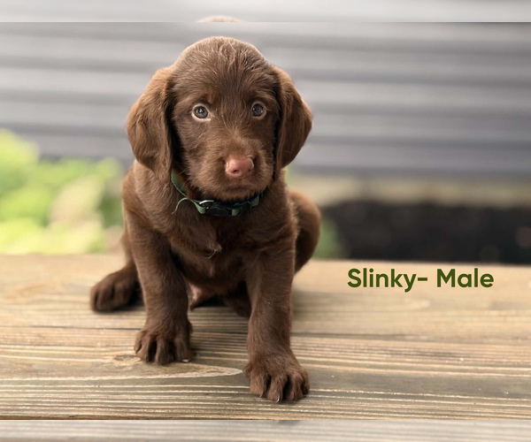 Medium Photo #1 Labradoodle Puppy For Sale in CONNERSVILLE, IN, USA