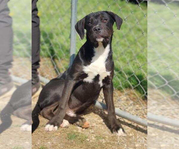 Medium Photo #2 Catahoula Leopard Dog-Staffordshire Bull Terrier Mix Puppy For Sale in Talladega, AL, USA