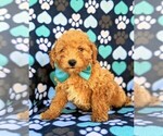 Small Photo #2 Goldendoodle Puppy For Sale in LEOLA, PA, USA