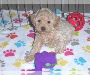 Cockapoo-Poodle (Miniature) Mix Puppy for sale in ORO VALLEY, AZ, USA