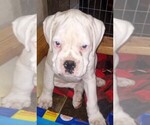 Puppy Puppy 2 Boxer