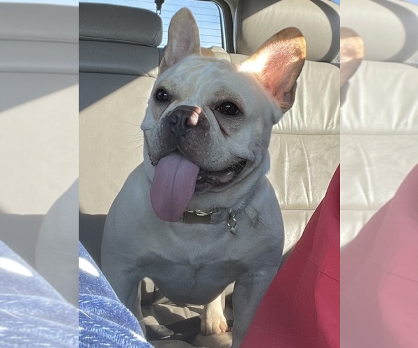 Medium Photo #1 French Bulldog Puppy For Sale in WINCHESTER, VA, USA