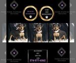 Small #1 Miniature Pinscher
