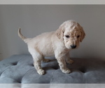 Small Photo #4 Goldendoodle Puppy For Sale in PELHAM, NH, USA