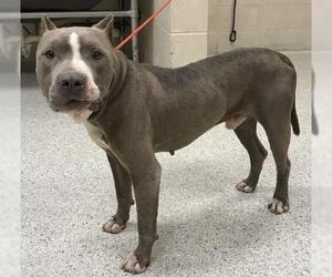 American Pit Bull Terrier-Unknown Mix Dogs for adoption in Conroe, TX, USA