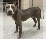 Small American Pit Bull Terrier Mix