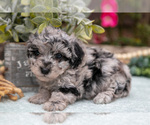 Small #2 Poodle (Toy)