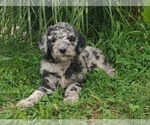 Small #8 Poodle (Standard)