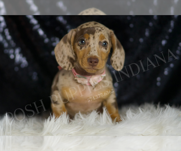 Medium Photo #1 Dachshund Puppy For Sale in WARSAW, IN, USA