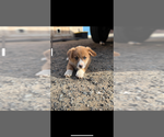 Puppy Puppy 3 female Pembroke Welsh Corgi