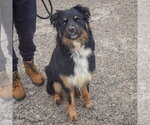 Small #2 Australian Shepherd