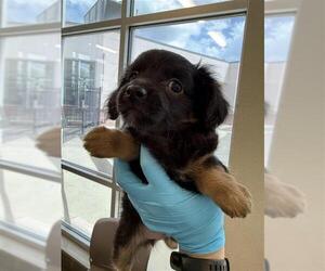 Boykin Spaniel-Unknown Mix Dogs for adoption in San Antonio, TX, USA