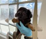Small Boykin Spaniel Mix