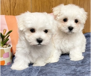 Maltese Puppy for sale in BEEBE, AR, USA