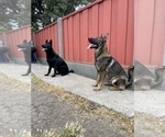 Small #18 German Shepherd Dog