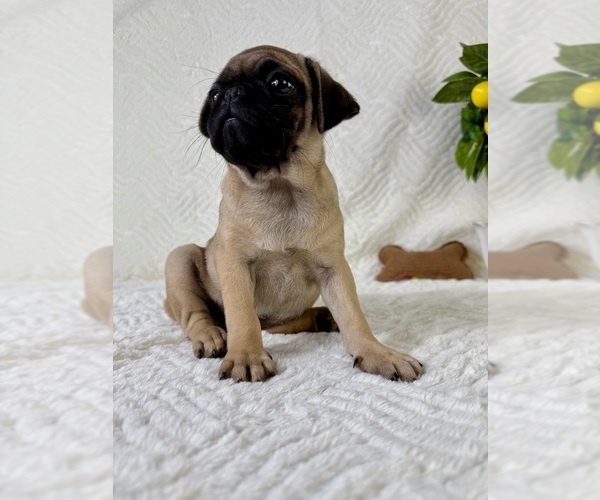 Medium Photo #4 Pug Puppy For Sale in GREENFIELD, IN, USA