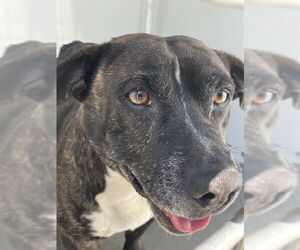 Basset Hound-Staffordshire Bull Terrier Mix Dogs for adoption in Stockton, CA, USA