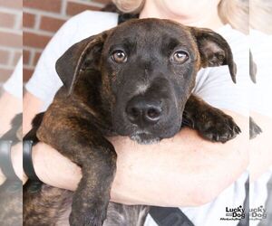Orzo - Male Dachshund-Pointer Mix Dog for Adoption - Photo #2