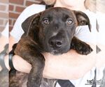 Small Photo #2 Dachshund-Pointer Mix Puppy For Sale in Washington, DC, USA