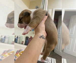 Medium Miniature Bull Terrier