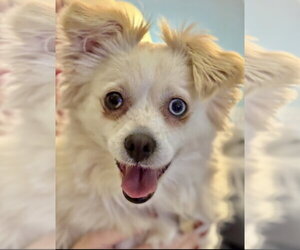 Chihuahua-Unknown Mix Dogs for adoption in Omaha, NE, USA