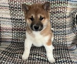 Puppy 2 Shiba Inu