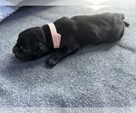 Puppy Light pink coll Cane Corso