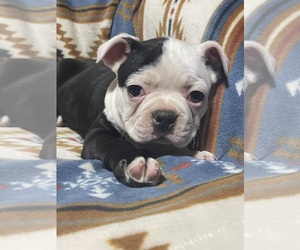 French Bulldog Puppy for sale in CHILLICOTHE, OH, USA