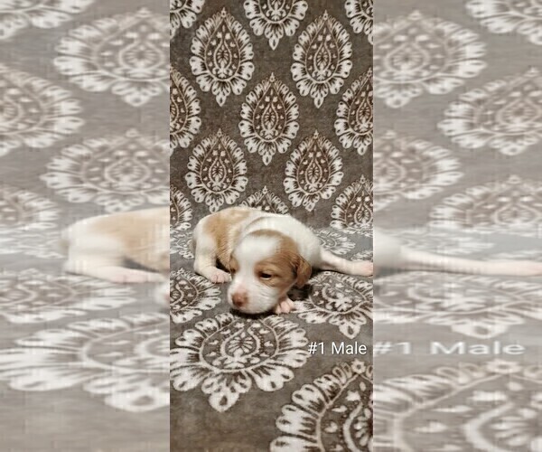 Medium Photo #3 Brittany Puppy For Sale in DOWAGIAC, MI, USA