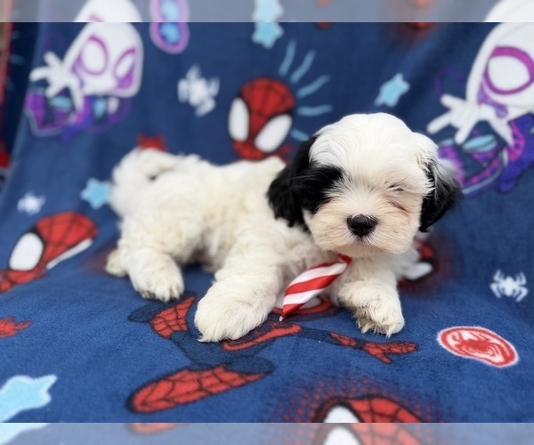 Medium Photo #7 Zuchon Puppy For Sale in LAKELAND, FL, USA