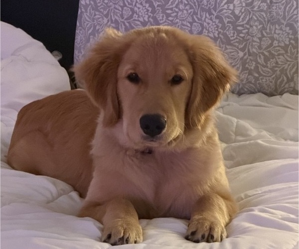 Medium Photo #1 English Cream Golden Retriever Puppy For Sale in ORLANDO, FL, USA