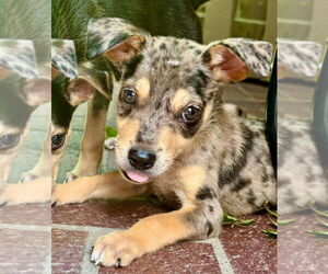Medium Chihuahua Mix