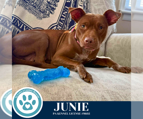 Medium Photo #8 Mutt Puppy For Sale in Kimberton, PA, USA