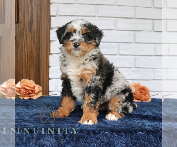 Medium Photo #2 Bernedoodle (Miniature) Puppy For Sale in NARVON, PA, USA