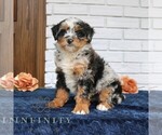 Small #1 Bernedoodle (Miniature)
