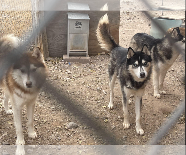 Medium Photo #6 Siberian Husky Puppy For Sale in Williamsburg, NM, USA