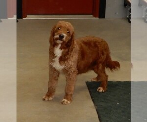 Mother of the Goldendoodle (Miniature) puppies born on 03/06/2025
