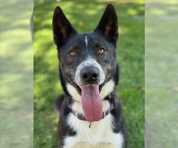 Medium Photo #7 Siberian Husky-Unknown Mix Puppy For Sale in Woodland, CA, USA