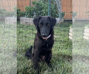 Mutt Dogs for adoption in Virginia Beach, VA, USA