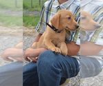 Small #3 Labrador Retriever