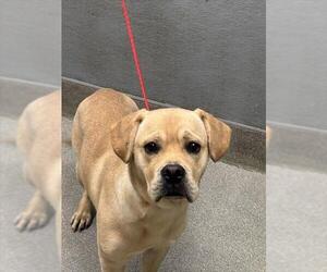 Staffordshire Bull Terrier-Unknown Mix Dogs for adoption in Las Vegas, NV, USA