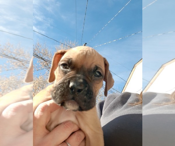 Medium Photo #2 Boxer Puppy For Sale in GOLDEN, CO, USA
