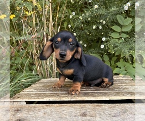 Dachshund Puppy for Sale in MIDDLEBURY, Indiana USA