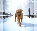 Small #4 American Staffordshire Terrier-Boxer Mix