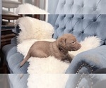 Puppy Orange Chesapeake Bay Retriever