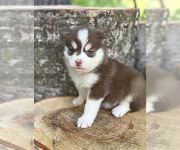 Medium Photo #25 Pomsky Puppy For Sale in STAPLES, MN, USA