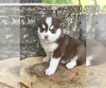 Small #24 Pomsky